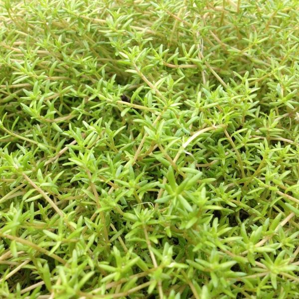 Naaldkruid Crassula Recurva - 4 stuks + Aqua Set - Winterharde - Zuurstofplant voor de Vijver - Van der Velde Waterplanten