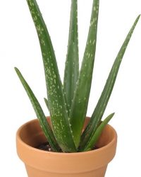 Plantenwinkel Aloe vera barbadensis XS plant in pot terracotta