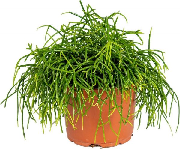 Rhipsalis 'Baccifera oasis' | Koraalcactus - Kamerplant in kwekerspot ⌀12 cm - ↕20 cm