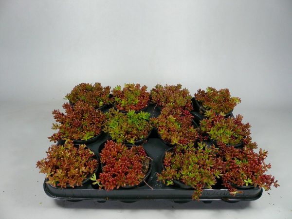 Sedum - Coral Carpet - 12 stuks (9cm, rotsplanten)