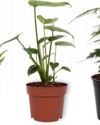 Set van 3 Kamerplanten - Aloë Vera & Monstera Deliciosa & Asparagus Plumosus - ± 30cm hoog - 12cm diameter