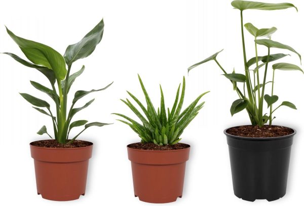 Set van 3 Kamerplanten - Aloë Vera & Monstera Deliciosa & Strelitzia Reginae - ± 30cm hoog - 12cm diameter