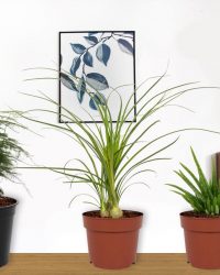 Set van 3 Kamerplanten - Aloë Vera & Nolina Recurvata & Asparagus Plumosus - ± 30cm hoog - 12cm diameter