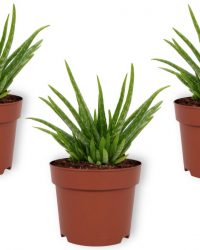 Set van 3 Kamerplanten - Aloe Vera - ± 30cm hoog - 12cm diameter