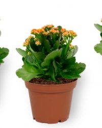 Set van 3 Kamerplanten - Kalanchoë Perfecta - met oranje bloemen - ± 12cm hoog - 7cm diameter