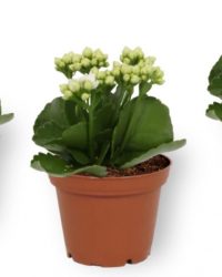 Set van 3 Kamerplanten - Kalanchoë Perfecta - met witte bloemen - ± 12cm hoog - 7cm diameter
