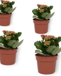 Set van 4 Bloeiende Kamerplanten - Kalanchoë met rode bloemen- ± 10cm hoog - 7cm diameter
