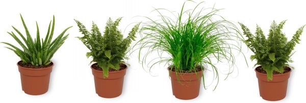 Set van 4 Kamerplanten - 2x Nephrolepis Vitale & 1x Aloe Vera Clumb & 1x Cyperus Zumula- ± 25cm hoog - 12cm diameter