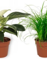 Set van 4 Kamerplanten - Aloe Vera & Nephrolepis Vitale & Cyperus Zumula & Philodendron White Wave - ± 25cm hoog - 12cm diameter