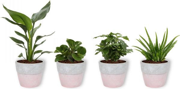 Set van 4 Kamerplanten - Aloe Vera & Peperomia Green Gold & Coffea Arabica & Strelitzia Reginae - ± 25cm hoog - 12cm diameter - in betonnen roze pot