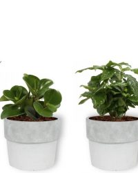 Set van 4 Kamerplanten - Aloe Vera & Peperomia Green Gold & Coffea Arabica & Strelitzia Reginae - ± 25cm hoog - 12cm diameter - in betonnen witte pot