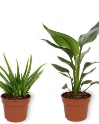 Set van 4 Kamerplanten - Aloe Vera & Sansevieria Superba & Coffea Arabica & Strelitzia Reginae - ± 25cm hoog - 12cm diameter