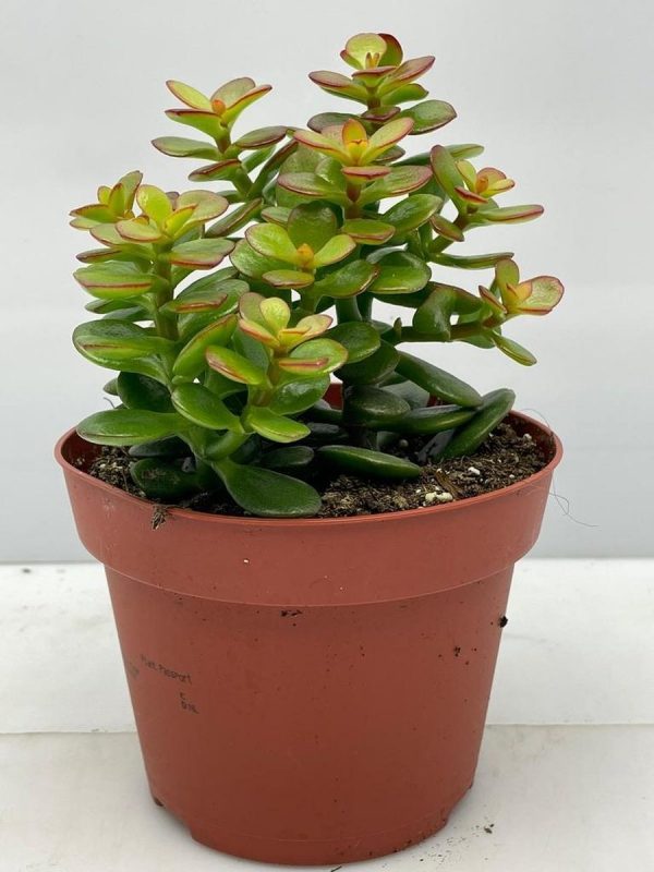 Succulent- Crassula Minor- 3 stuks- 12cmØ- ±15cm hoog