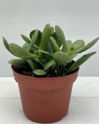 Succulent- Crassula Ovata- 3 stuks- 12cmØ- ±16cm hoog