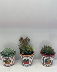 Vetplanten- mix 3 succulenten- Mexico pot- 8.5cmØ- ±12cm hoog- Crassula Minor- Echeveria Elegans- Echeveria Agavoides