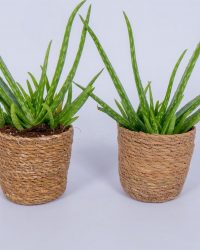 2x Aloe Vera plant - ± 30cm hoog - In mand