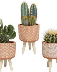 Cactus mix in terracotta betonpot op 3 pootjes | 3 stuks | Ø 10,5 cm | ↕ 20 - 26 cm