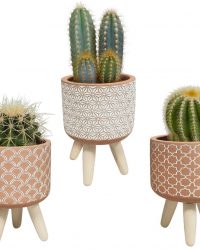 Cactus mix in terracotta betonpot op 3 pootjes | 3 stuks | Ø 8,5 cm | ↕ 16 - 21 cm