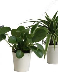 Hellogreen Kamerplant - Trio Eden Collection ® - Pilea Peperomioides, Crassula Tenelli, Chlorophytum Ocean - 15 cm - zomers zink creme