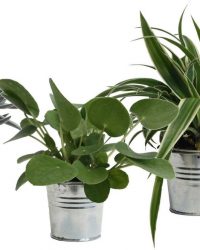 Hellogreen Kamerplant - Trio Eden Collection ® - Pilea Peperomioides, Crassula Tenelli, Chlorophytum Ocean - 15 cm - zomers zink natural