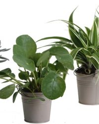 Hellogreen Kamerplant - Trio Eden Collection ® - Pilea Peperomioides, Crassula Tenelli, Chlorophytum Ocean - 15 cm - zomers zink taupe