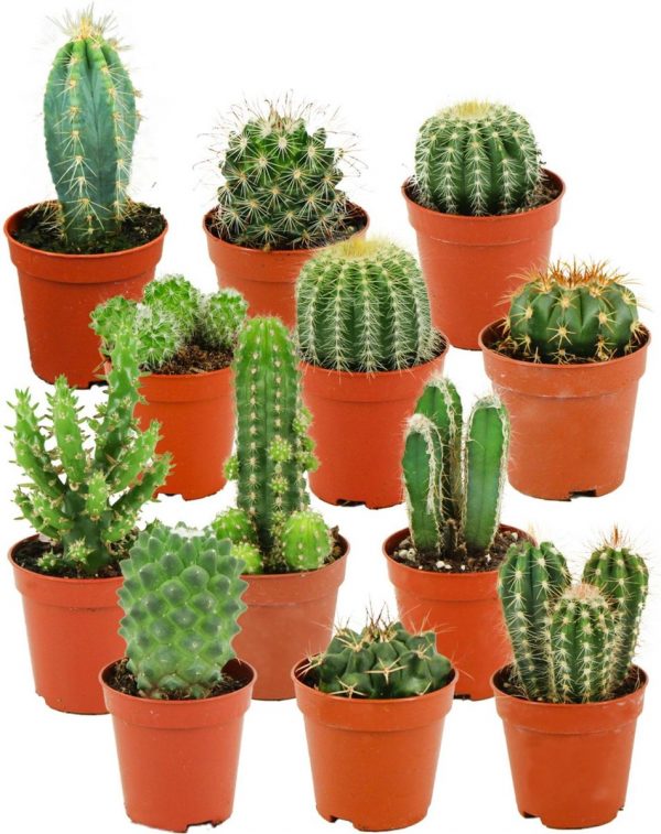 ZynesFlora | Mini Cactussen Mix - 12 Stuks - Ø 5,5 cm - ↕ Hoogte: 5-10 cm - Cactus - Kamerplant - Cactus Cadeau