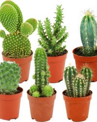 ZynesFlora | Mini Cactussen Mix - 6 Stuks - Ø 5,5 cm - ↕ Hoogte: 5-10 cm - Cactus - Kamerplant - Cactus Cadeau