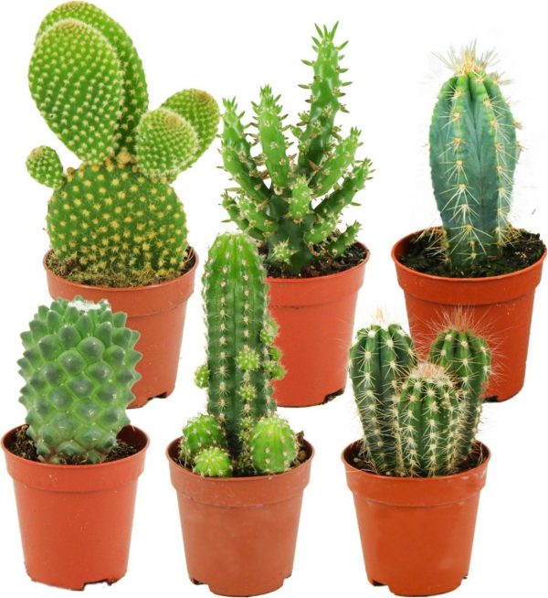 ZynesFlora | Mini Cactussen Mix - 6 Stuks - Ø 5,5 cm - ↕ Hoogte: 5-10 cm - Cactus - Kamerplant - Cactus Cadeau