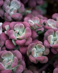 6 x Sedum Spathulifolium 'Purpureum ' - Vetkruid pot 9x9cm