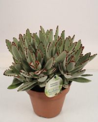 Cactus van Botanicly - Kalanchoe tomentosa - Hoogte: 27 cm