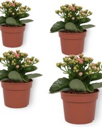 Set van 4 Bloeiende Kamerplanten - Kalanchoë met roze bloemen- ± 10cm hoog - 7cm diameter