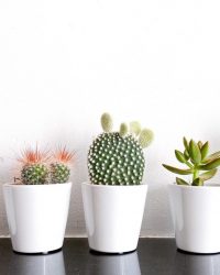 Cactus en vetplanten mix in 5,5cm sierpot Clearly White