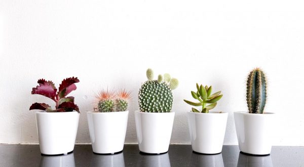 Cactus en vetplanten mix in 5,5cm sierpot Clearly White