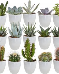 Cactus en vetplanten mix in witte pot | 15 stuks | Ø 6 cm | ↕ 8-13 cm