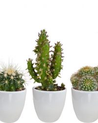 Cactus mix in witte pot | 5 stuks | Ø 6 cm | ↕ 8-13 cm