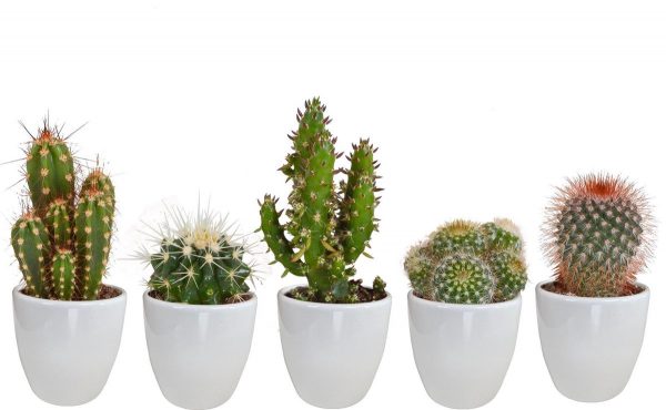 Cactus mix in witte pot | 5 stuks | Ø 6 cm | ↕ 8-13 cm