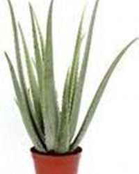 Kamerplant van Botanicly - Aloe Vera - Hoogte: 60 cm