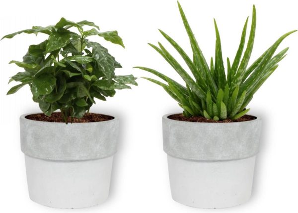 2 Kamerplanten - Aloe Vera & Koffieplant - In witte betonnen pot - geen groene vingers nodig
