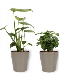 4 Kamerplanten - Aloe Vera, Monstera, Sansevieria & Koffieplant - met zilverkleurige pot geleverd