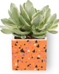 Kamerplant Crassula Money Tree - Jadeplant - ± 12cm hoog - ⌀ 7cm - in vierkante oranje pot