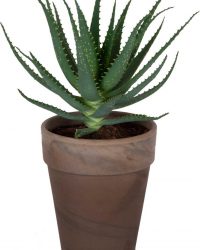 Mama's Planten - Aloë Arborescens Met Bruin Grijze Terracotta Pot - Vetplant - Geeft Sfeer In Huis - ↨ 45cm - ⌀ 21cm