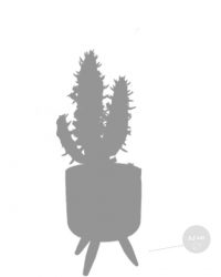 15x Cactus en Vetplanten Mix - Kamerplant - Grijs - Betonnen pot op 3 pootjes - ⌀5.5 cm - ↕5-10 cm