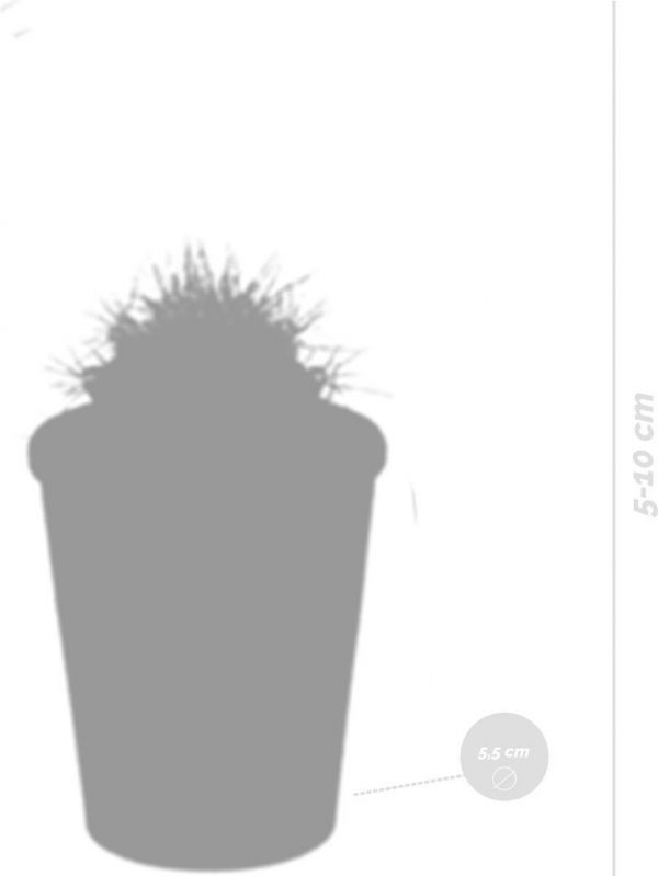 15x Cactus en Vetplanten Mix - Kamerplant - Terracotta Pot - ⌀5.5 cm - ↕5-10 cm