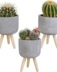 3x Cactus Mix - Kamerplant - Grijs - Betonpot op 3 pootjes - ⌀8,5 cm - ↕15-20 cm
