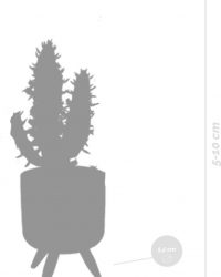 5x Cactus Mix - Kamerplant - Meerdere kleuren - Terracotta betonpot op 3 pootjes - ⌀5,5 cm - ↕5-10 cm