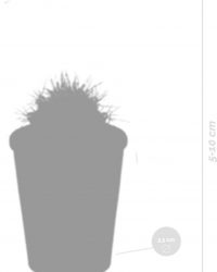 5x Cactus Mix - Kamerplant - Terracotta Pot - ⌀ 5,5 cm - ↕5-10 cm