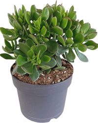 Crassula Minova | Succulent - Per Stuk - Kamerplant ⌀17 - ↕40 cm