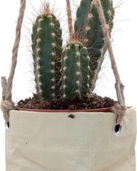 Ikhebeencactus Interieur set Billie cactus of vetplant in hangpot