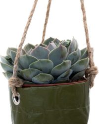 Ikhebeencactus Interieur set Bobbie vetplant of cactus in hangpot