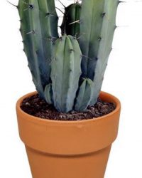 Myrtillocactus 'Geometrizans' - Cactus - Kamerplant - Terracotta pot - ⌀17 cm - 20-30 cm